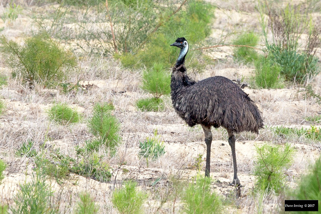 Emu (Dromaius novaehollandiae novaehollandiae)