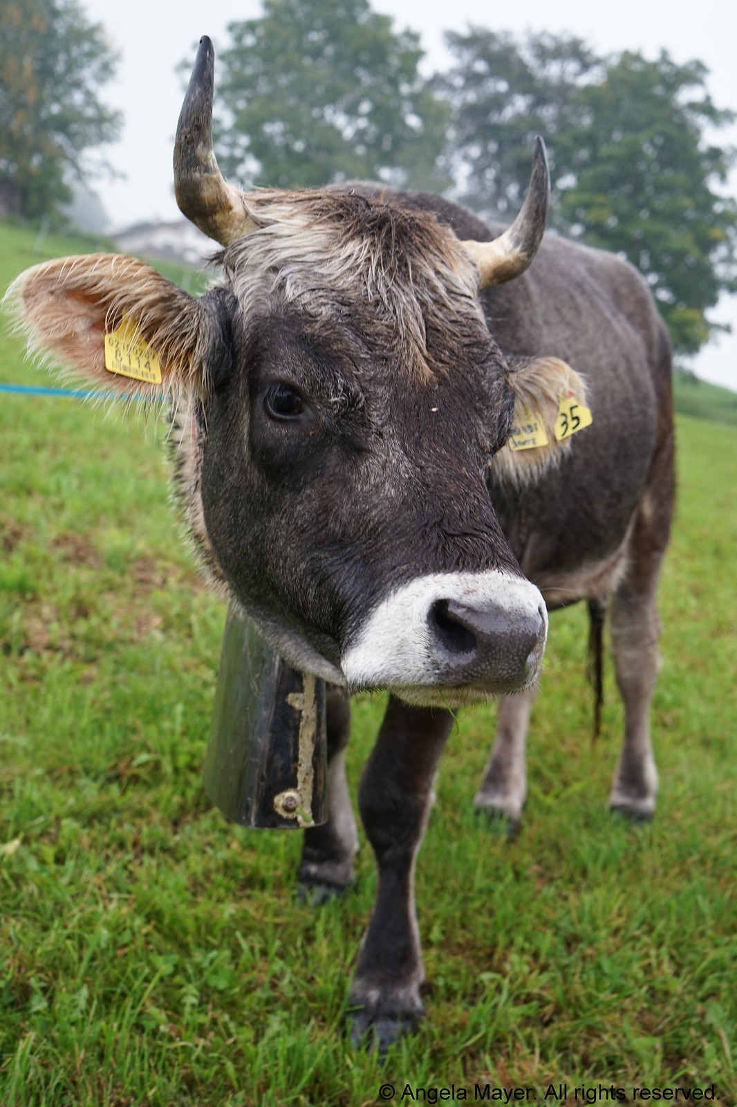Cow at Tuffalm