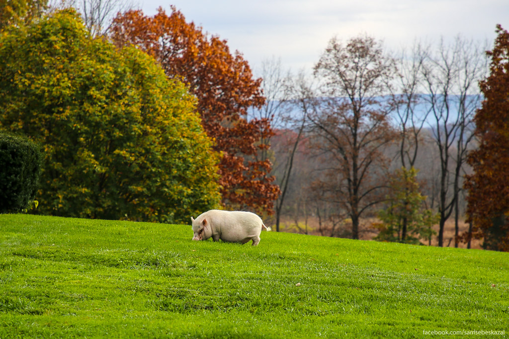 Свинки гуляют. Свинка осенью. Прогулка с поросенком. Свиньи осень качественные фотографии. Картинки свиньи осенью.