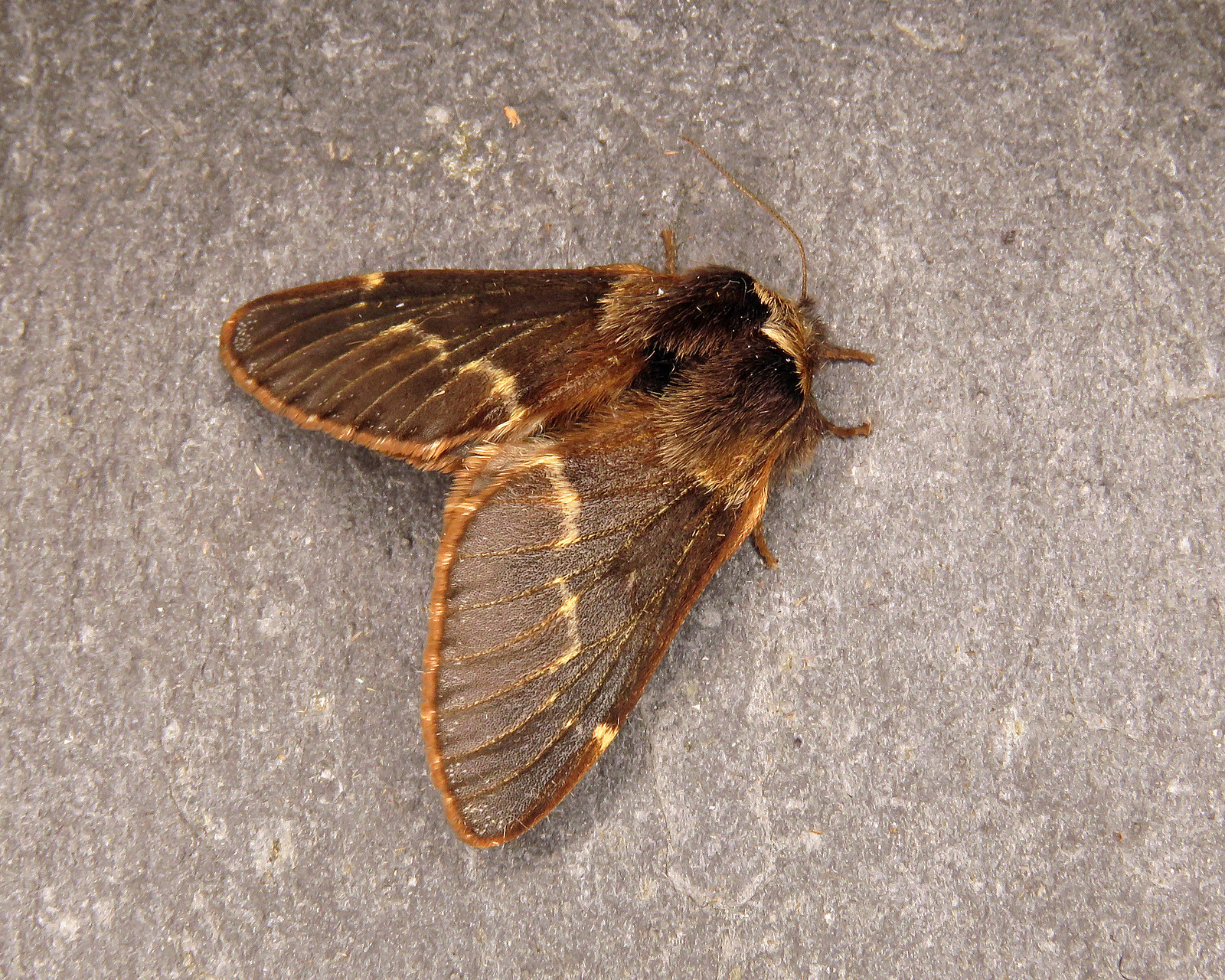 66.001 December Moth - Poecilocampa populi