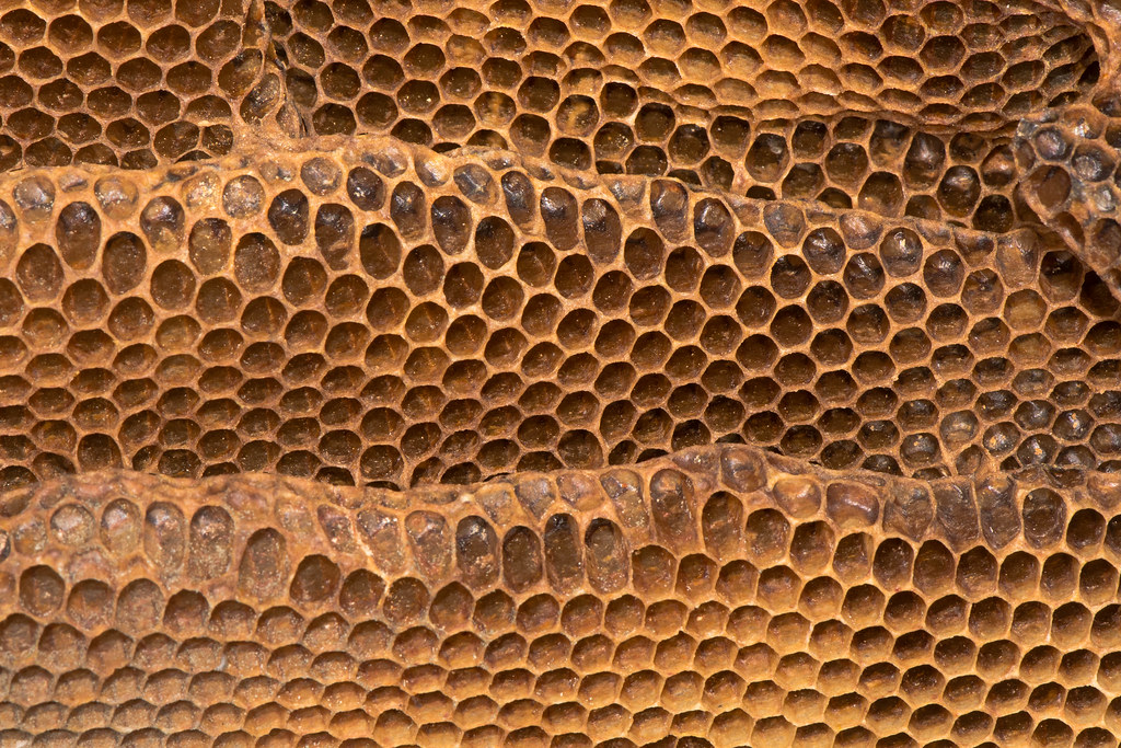 Detail of honey comb with honey bee (Apis mellifera) nest