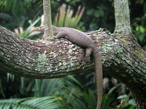 A monitor lizard in a tree at Khao Yai Park in Thailand