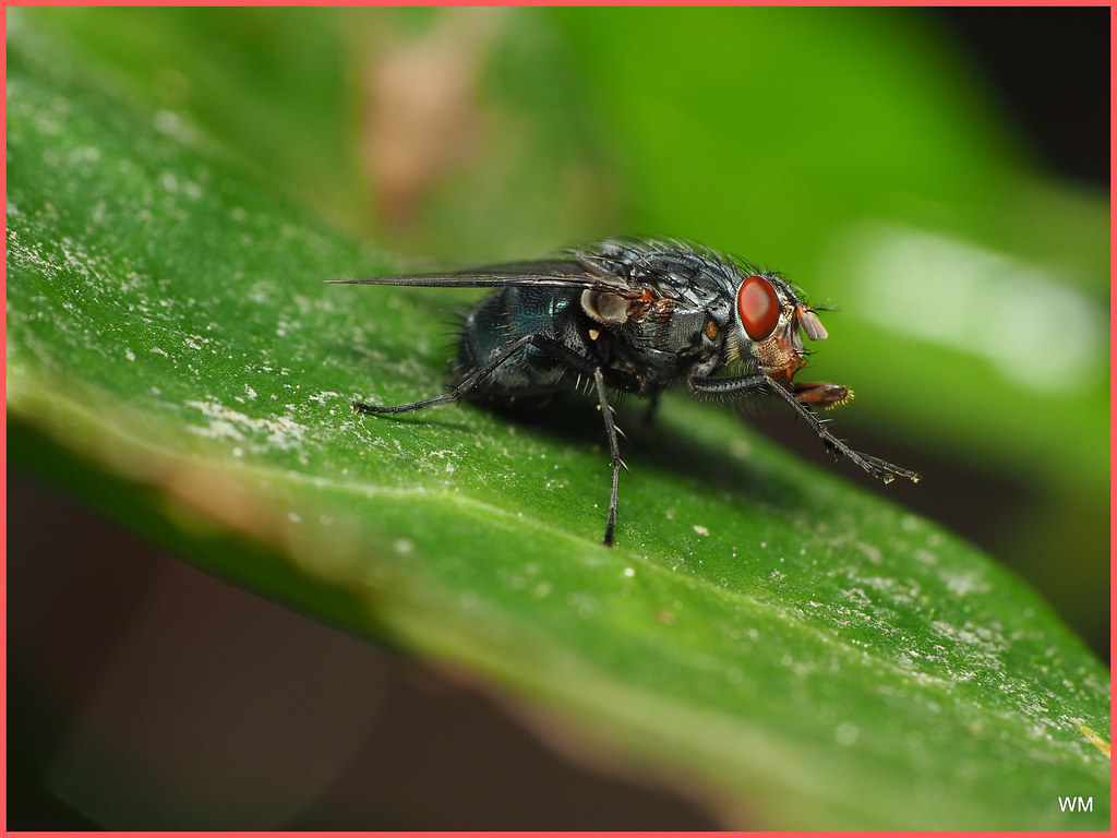 Common Housefly, in the wild