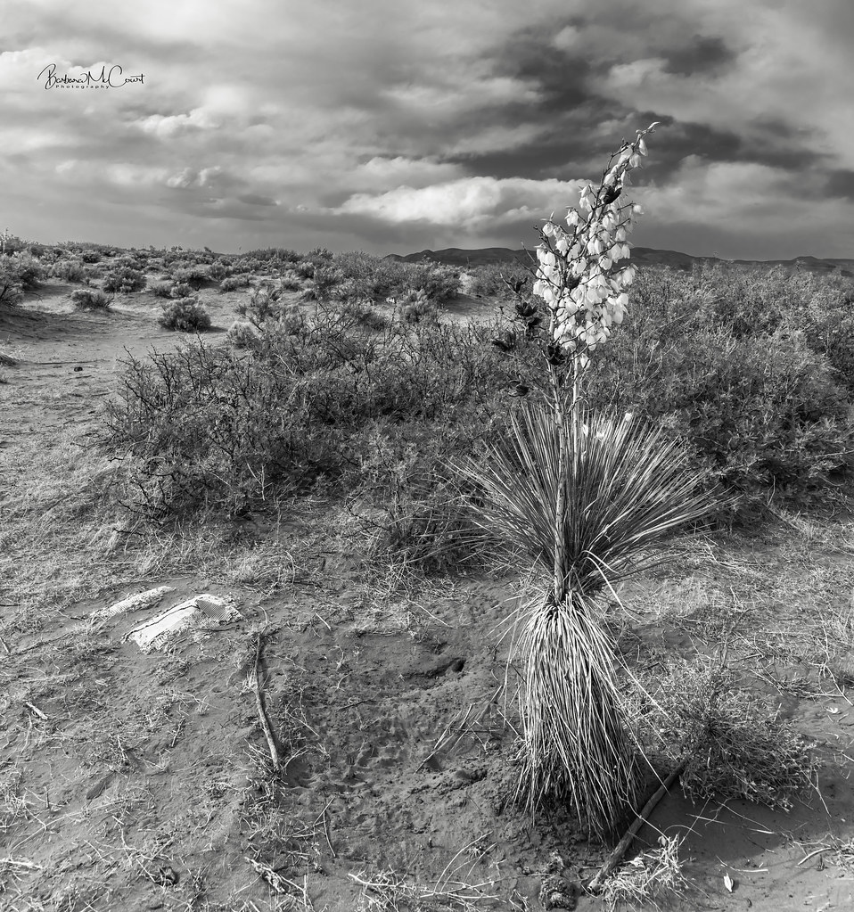 Desert-El Paso, TX | Barbara McCourt | Flickr