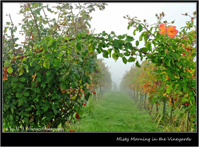 Misty Morning in the Vineyards 4/5
