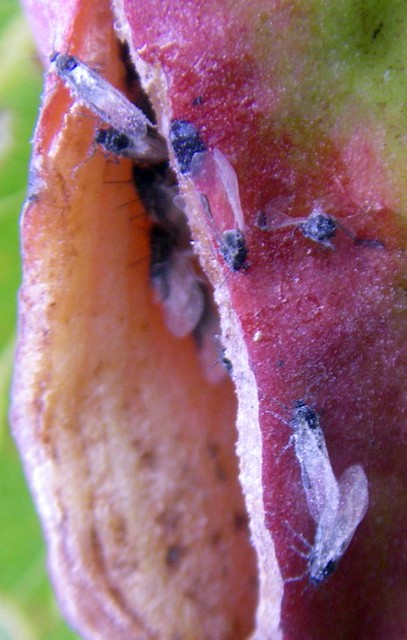 Baizongia pistaciae alados (11-10-14 Purujosa)