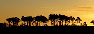 Scots Pine Sunrise