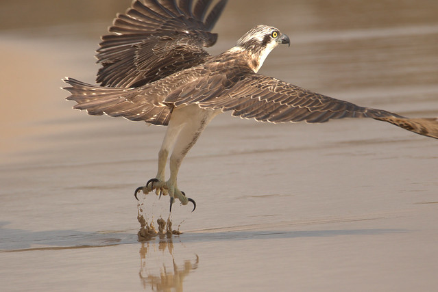 Osprey lift off from beach