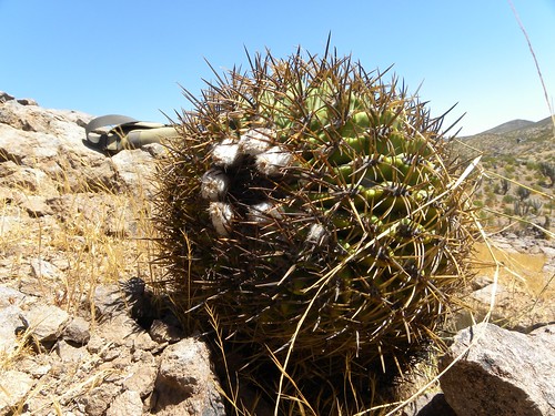 aurata cacti cactus chile combarbala combarbalensis coquimbo eriosyce fnrrb2175 ka4773s kakteen kaktus rb2175 reise standort