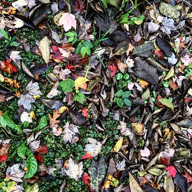Leaf carpets-