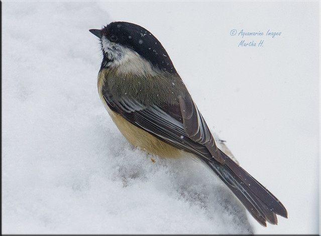 Black-capped Chickadee and Snow