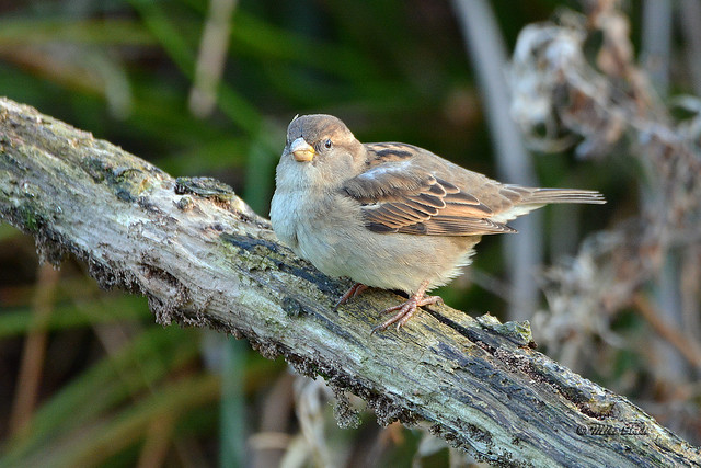 House Sparrow (f)