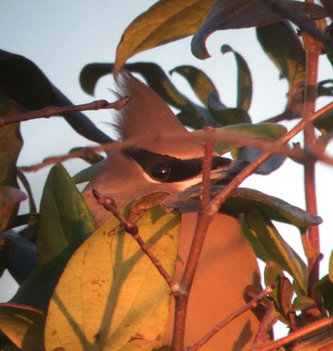 The eye of a Waxwing by schochohdude, One of 8-10 that were huddled in the honeysuckle, apparently preparing to roost, just before sunset.