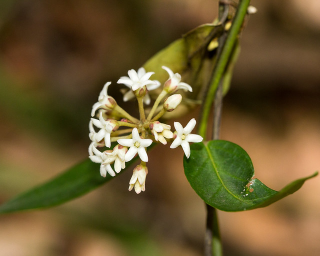Scented Marsdenia (Marsdenia suaveolens)