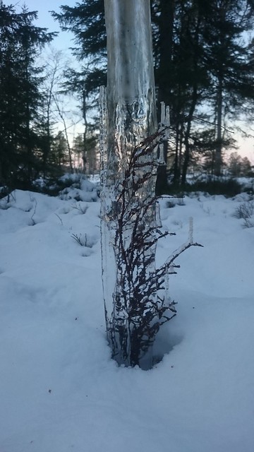 Frozen branches.....#winter #vinter