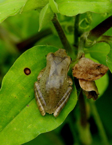 frog amphibian thailand nakhonsawan kongkien nature