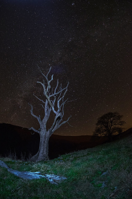 Treee and Milky Way