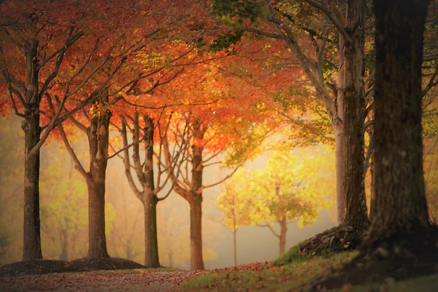 Fall in late November, Virginia style