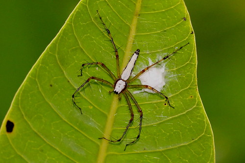spider thailand oxyopidae nature nakhonsawan kongkien
