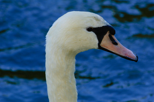 White: swan, West Park