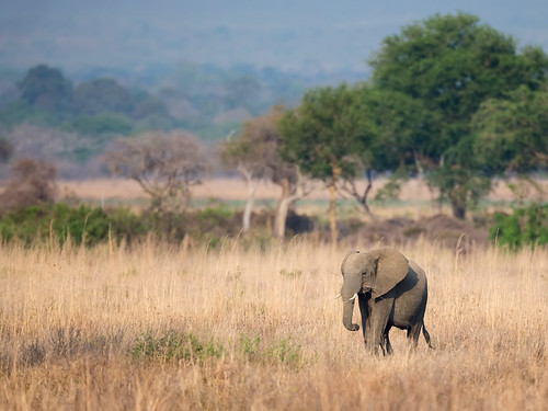 geo:lat=733407700 geo:lon=3711540000 geotagged tanzania africa afrika wildlife safari animal dier mikuminationalpark elephant loxodontaafricana olifant