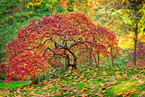 maple tree autumn fallseason colorful landscape portlandjapanesegarden portlandoregon fallingleaves leaves jchoate d610