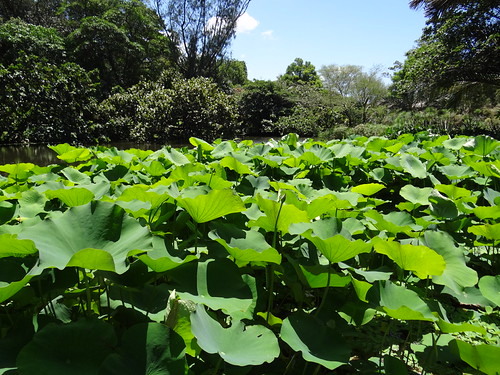 Durban Botanical Gardens