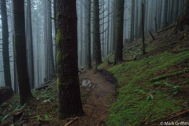 Tiger Mountain Trail