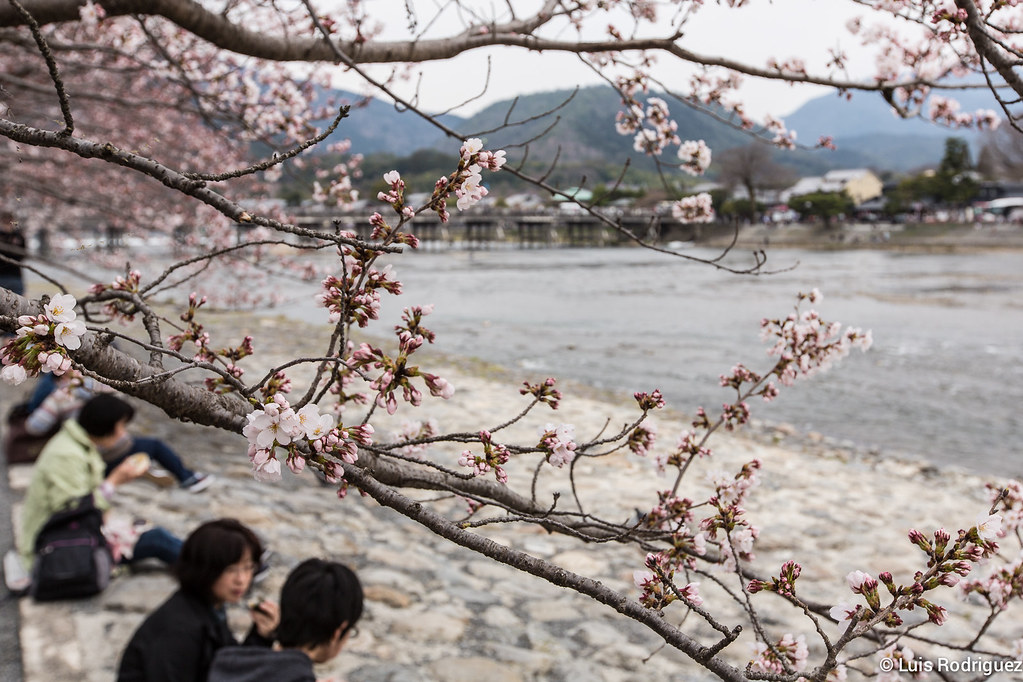 Cerezos comenzando a florecer en Arashiyama con el puente Togetsukyo al fondo
