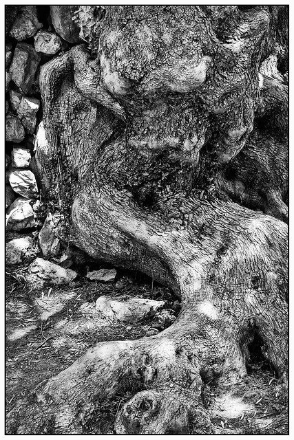 Ancient olive tree (detail)