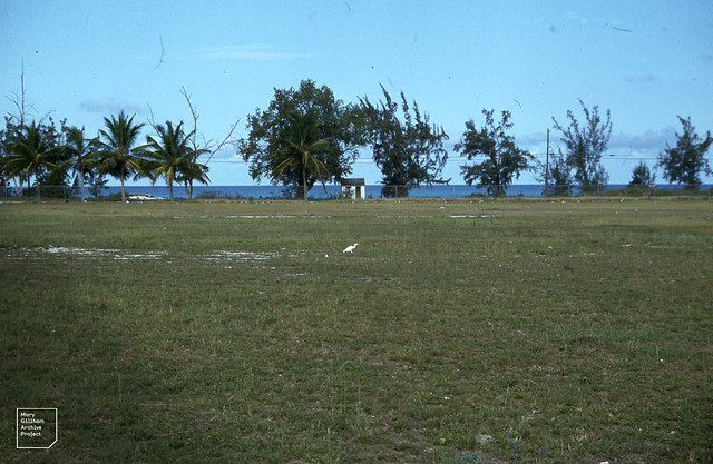 Cattle egret. Matthewtown playing field