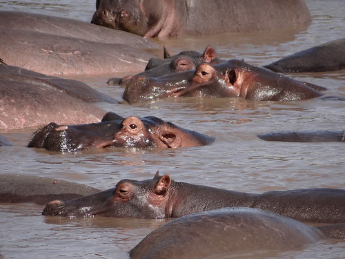 serengeti wildlife hippo
