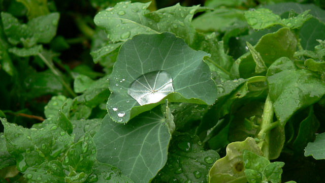 rain water on a leaf 11 16 17