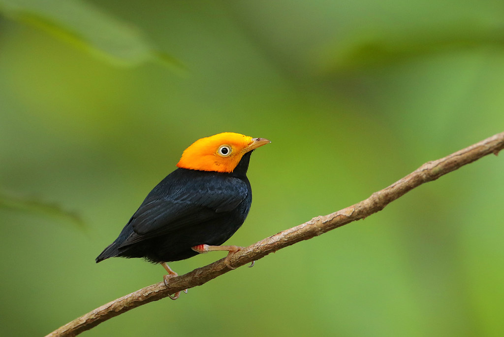 Black Birds with Yellow Beaks in The Golden-headed Manakin
