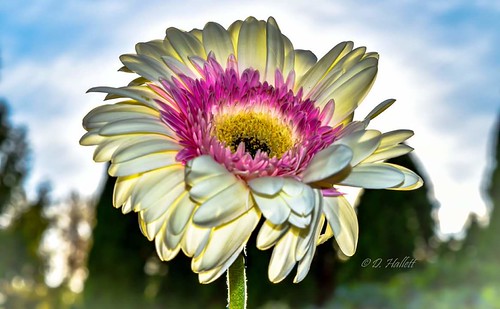 Electrified Daisy | by darletts56