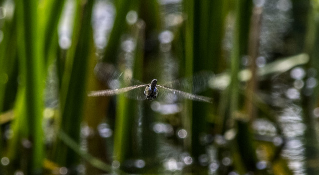 Dragonfly on the wing at Woods Mill, West Sussex