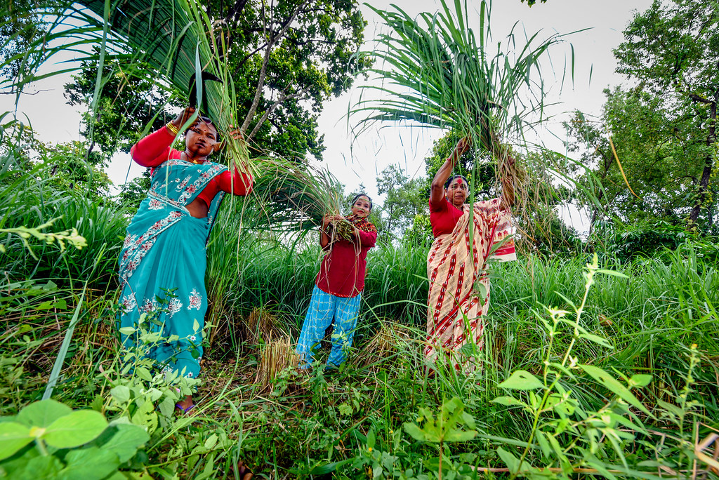 The Chisapani Community Forest User Group also harvests lemongrass and distills it down to an essential oil. It is one...