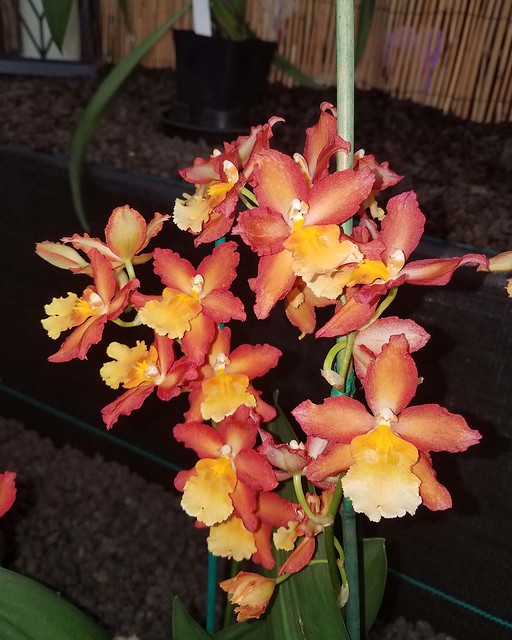 bright orchids