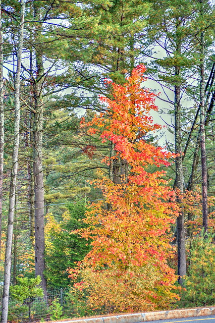 Fall Color: Up and Down in the Adirondacks