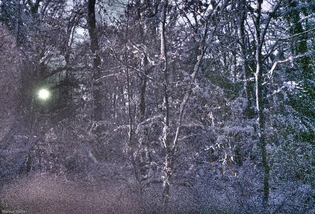 wintery forest on expired film
