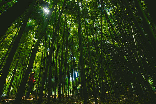 mannheim bambus herzogenriedpark