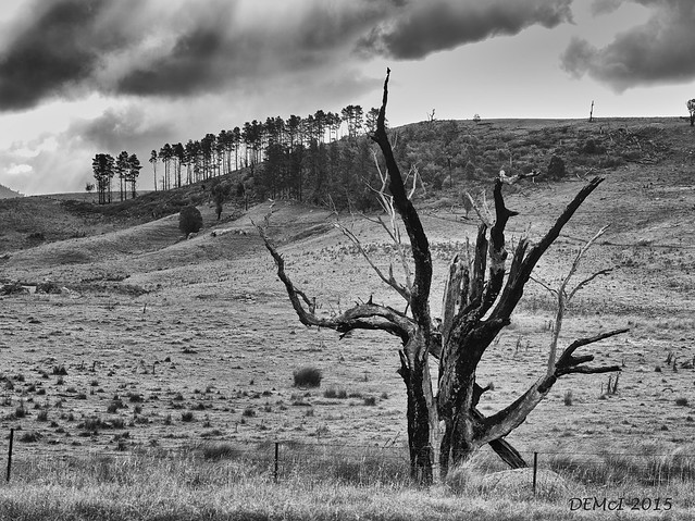 Dead tree and hills at Tidbinbilla