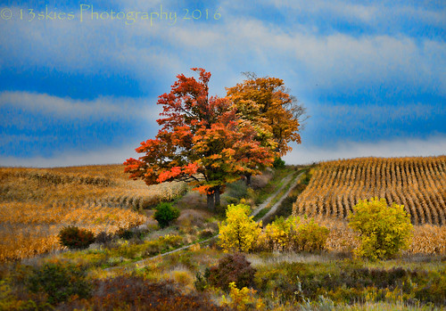 colour color tree fall skies clouds blue burst autumn season