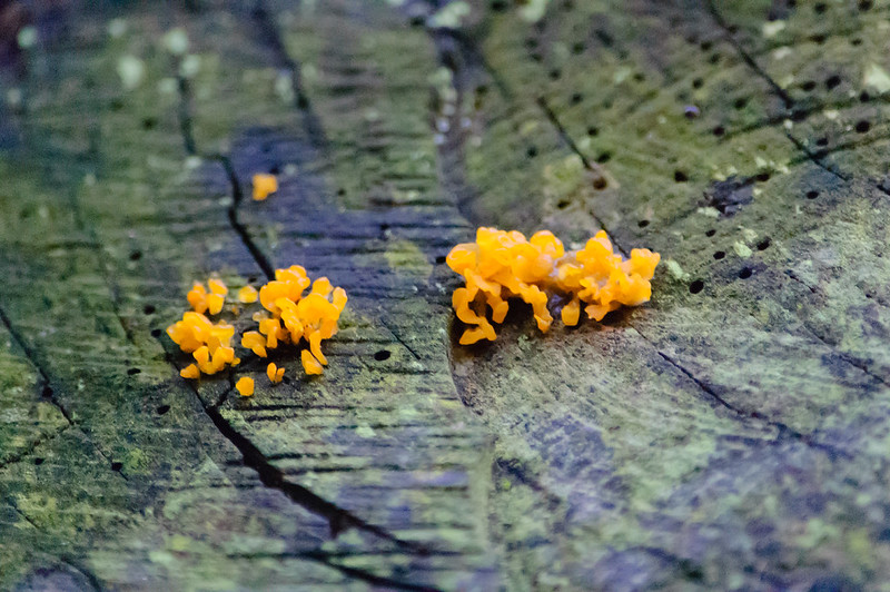 Small yellow fungus on tree stump, Castle Grounds, Bridgnorth
