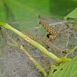 CAC027547a Eyed Dysodia Moth caterpiller at Thomas Hollow, McDonald Co., MO, 150428.  Dysodia oculatana. Lepidoptera:  Thyridoidea: Thyrididae. AKA (Picture-winged Leaf Moth)