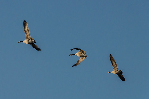 nikon7000 dogpark blue wildlife sunset canadageese turn water bird yaharapark wisconsin winter riveryahara geese flight