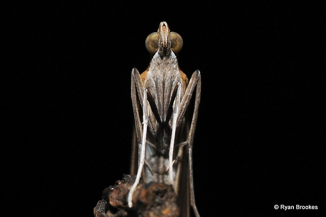 Euclasta defamatalis (Walker, 1859)