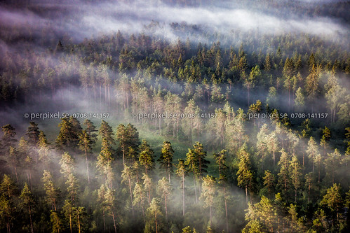 3 skog flygfoto träd törestorp kulltorp dimma hillerstorp natur tyngel jönköping sverige swe