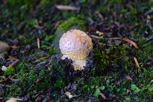 Late-appearing fly agaric, Compton