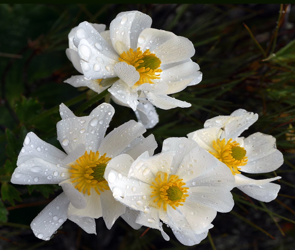 Mt Cook lily (Ranunculus lyallii)